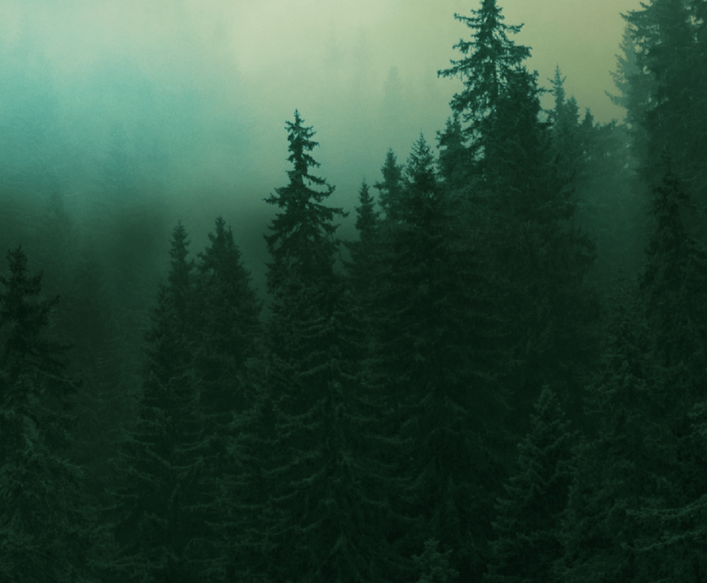 Into The Woods
